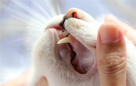 sağlıklı kedi diş eti